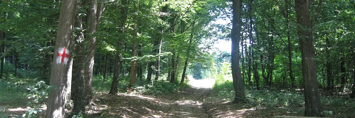 Pădurea Pietrosu