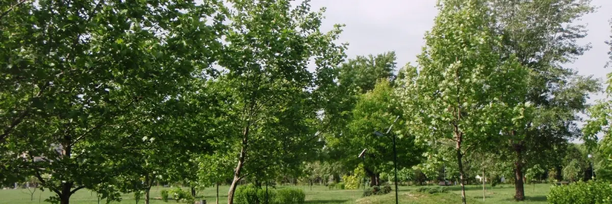 Parcul Izvor